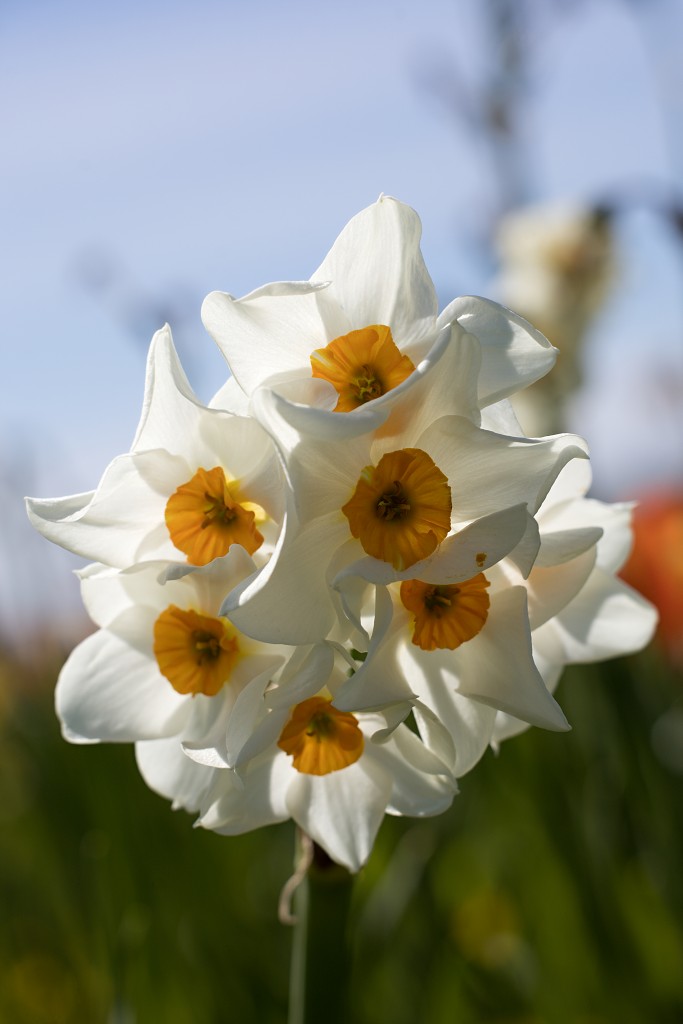 bloemen bloem hdr natuur flora roos rozen tulp tulpen orchidee orchideeen zonnebloem geranium cannabis marihuana wiet hennep sativa indica